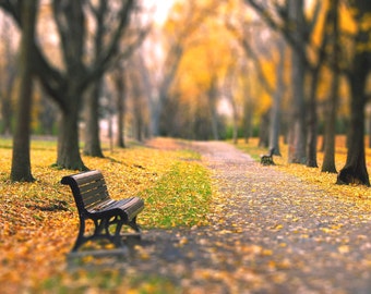 Autumn landscape photography, fall, park bench, nature, yellow, golden, trees, orange, maple leaves  - "Autumn Park"