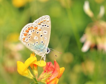 Butterfly photography, nature print, botanical decor, meadow, floral wall art, wildflowers, yellow, orange - "Spring butterfly"