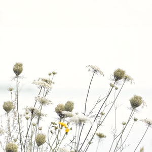 Photographie de fleurs sauvages, impression de la nature, art mural botanique, blanc, pastel, art floral, minimal Spring meadow image 1