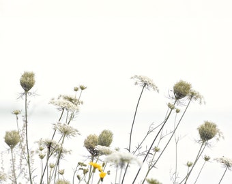 Wildflower photography, nature print, botanical wall art, white, pastel, floral art, minimal - "Spring meadow"