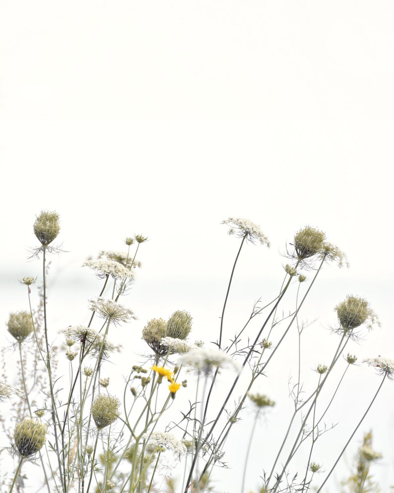 Photographie de fleurs sauvages, impression de la nature, art mural botanique, blanc, pastel, art floral, minimal Spring meadow image 1