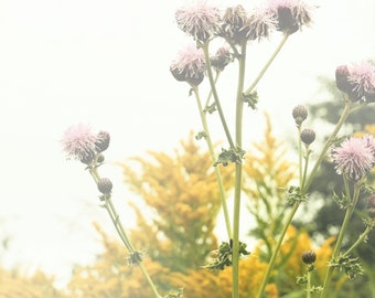 Botanical wall art, nature photography, rustic farm print, wildflowers, spring, purple decor - "Hillside flowers"