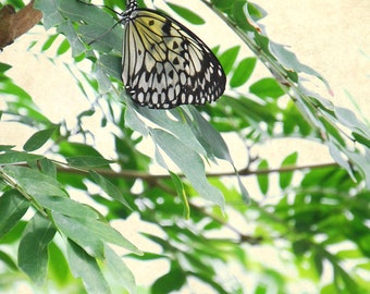 Butterfly photography, garden print, botanical decor, green, white, nature, insect, spring - "Still butterfly"