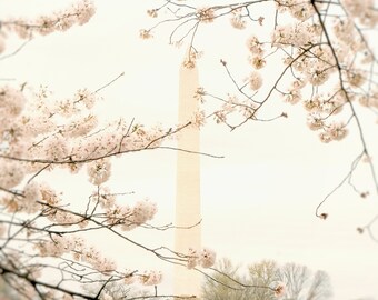 Washington DC photography, tidal basin, architecture print, cherry blossom art, urban decor - "Washington Monument"