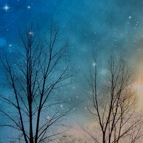 Landscape photography, trees, nature, woodland, silhouette, dreamy, stars, dark, blue, navy - "Dreams by night"