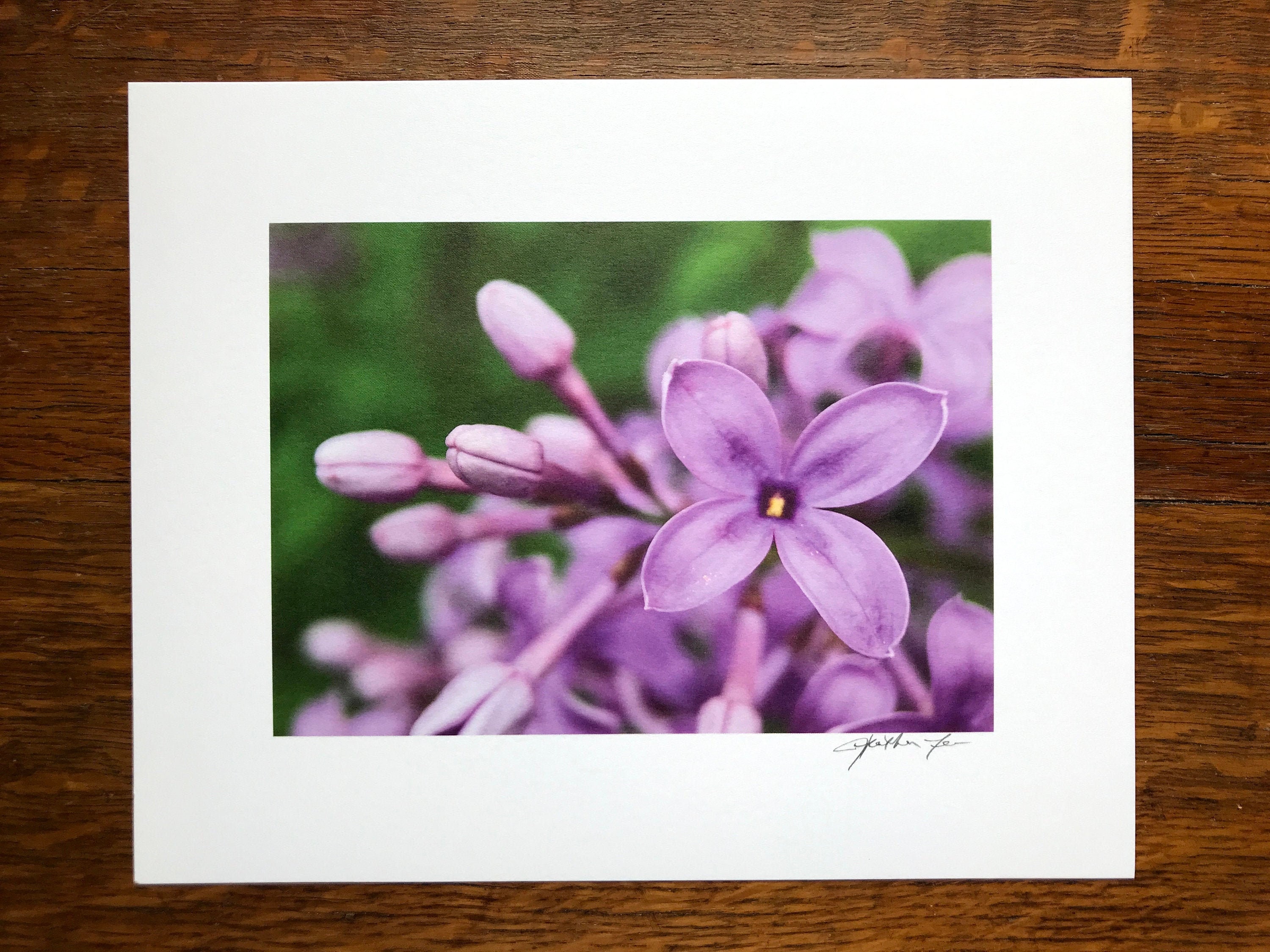 Lilac Art Print Lilac Photograph Lilac botanical print Etsy