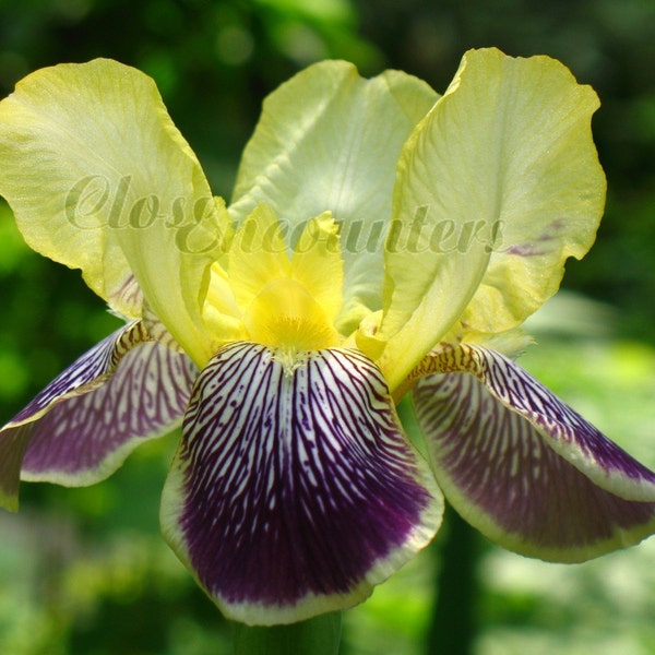 FLIGHT OF FANCY - Iris Blume Fine Art Fotografie Druck - Frühling Garten Fotografie Home Decor Wall Art