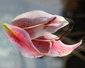 Oriental Lily Petals - Fine Art Photography Print - Garden Photography Home Decor Wall Art for Home or Office