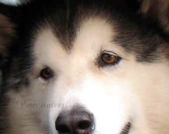 Alaskan Malamute Dog Portrait Photography