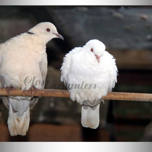 My Little Turtle Dove - Fine Art Photography Note Card Greeting Card Romantic Card For Your Love