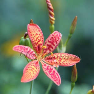 Blackberry Lily - Fine Art Garden Photography Print - Home Office Decor Wall Art