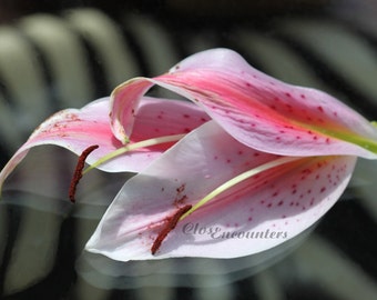 Oriental Lily Petals 2 - Fine Art Photography Print - Garden Photography Home Decor Wall Art for Home or Office