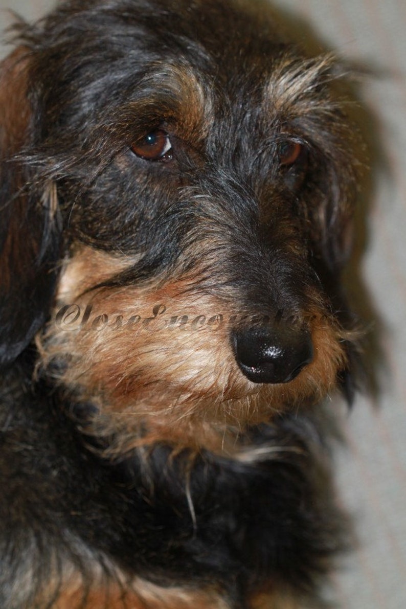 Wire Haired Dachshund Dog Portrait Photography Print Home Decor Wall Art for Dog Lover or Kids image 1