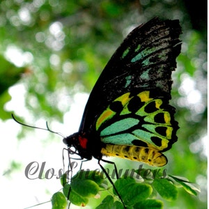 Butterfly Photogtaphy Print Dazzling Australian Home Decor Wall Art Baby Nursery image 1