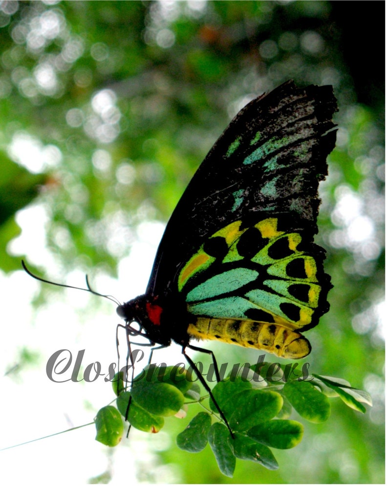 Butterfly Photogtaphy Print Dazzling Australian Home Decor Wall Art Baby Nursery image 1