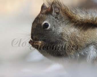 Little Red - Photography Portrait Red Squirrel Home Decor Wall Art for Kids Room Baby Nursery Decor