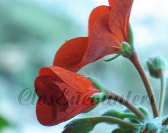 Red Petals - Fine Art Photography Macro Floral Print 8x10 - Botanical Garden Photography Wall Art Home Decor