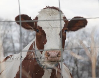 Cow Eyes - Fine Art Photography Print - Farm Animal Home Decor Wall Art for Kids Room Baby Nursery