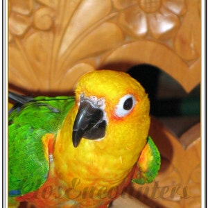 Who loves you - For Your Valentine, Anytime! - Parrot Photography Fine Art Notecard - Jenday Conure Parrot Portrait Blank Greeting Card