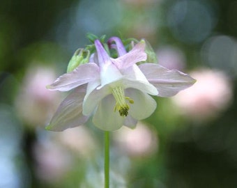 Columbine Portrait - Fine Art Photograph Print  - Garden Photography Home Decor Wall Art