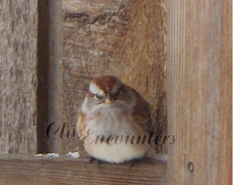 Mad Little Sparrow - Fine Art Photography Bird Portrait 5x7 Print - Home Decor Wall Art for Kids Room Baby Nursery