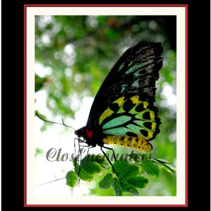 Butterfly Photogtaphy Print Dazzling Australian Home Decor Wall Art Baby Nursery image 3