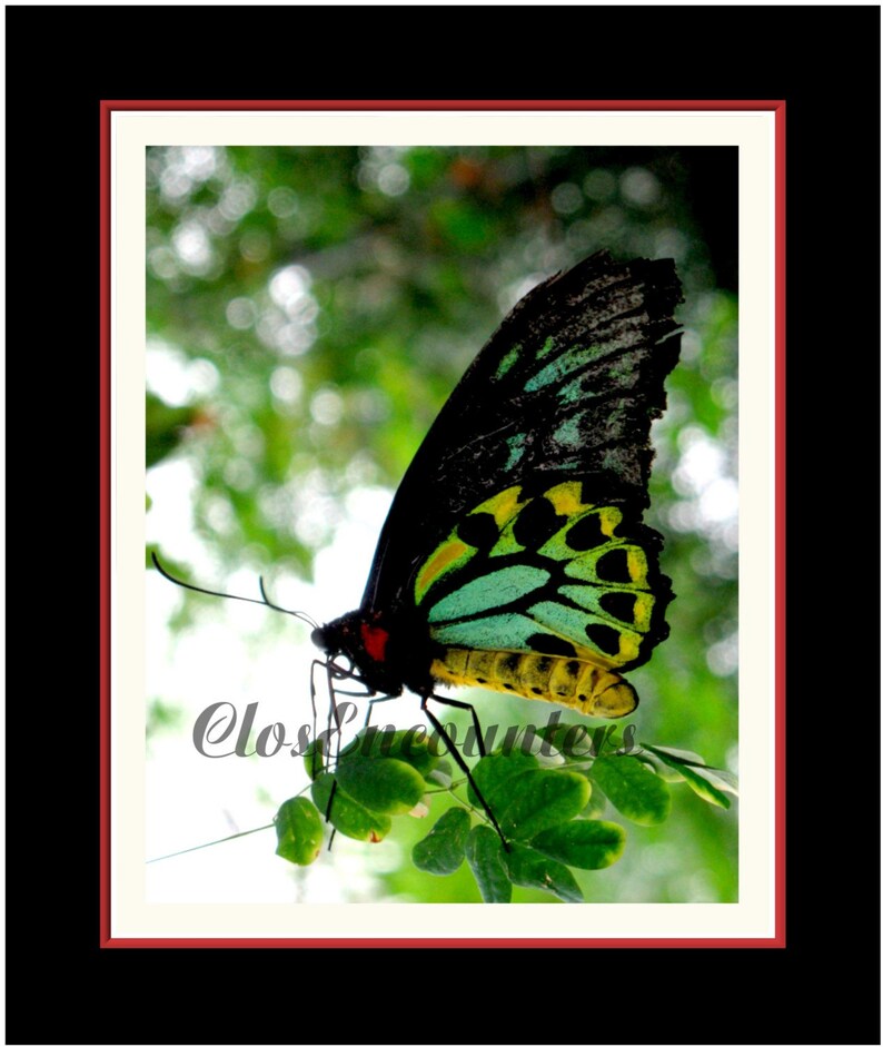 Butterfly Photogtaphy Print Dazzling Australian Home Decor Wall Art Baby Nursery image 3