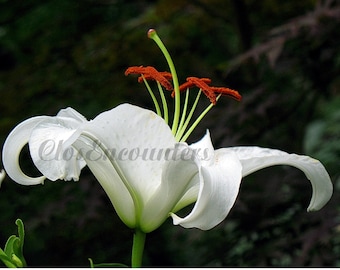 Lily White - Fine Art Photograph - Garden Photography Wall Art Home Decor - Large 16"x12"