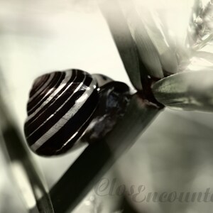 May include: A black and white striped snail shell on a green plant stem. The snail is partially visible inside the shell.