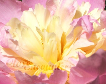 Peony - Butter Yellow and Baby Pink -  Fine Art Photography Print - Garden Photography for Home or Office Home Decor Wall Art