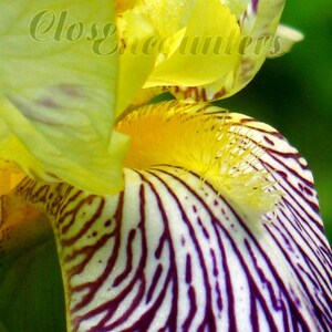 Può includere: Primo piano di un fiore di iris giallo con strisce viola. Il fiore ha un centro giallo ed è a fuoco. Lo sfondo è verde.