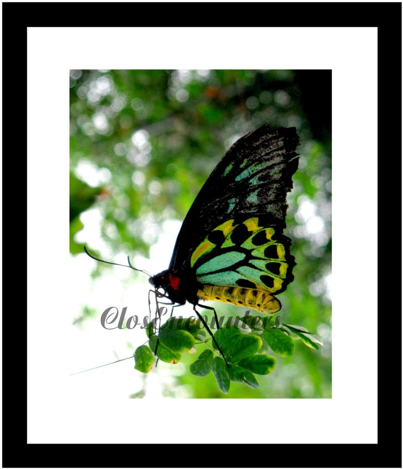 Butterfly Photogtaphy Print Dazzling Australian Home Decor Wall Art Baby Nursery image 2