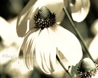 Coneflower - Sepia Black and White Sage - 10x8 - Macro Fine Art Photograph Print - Garden Photography Home Decor Wall Art