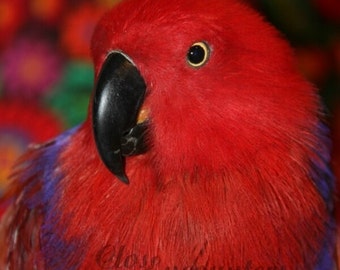 Lady in Red - Notecard - Fine Art Photograph Eclectus Parrot Portrait Red and Purple Bird Large Blank Card