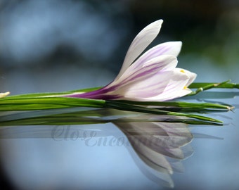 Crocus:  Reflections - Fine Art Photography Print - Garden Photography Home Decor Wall Art for Home or Office