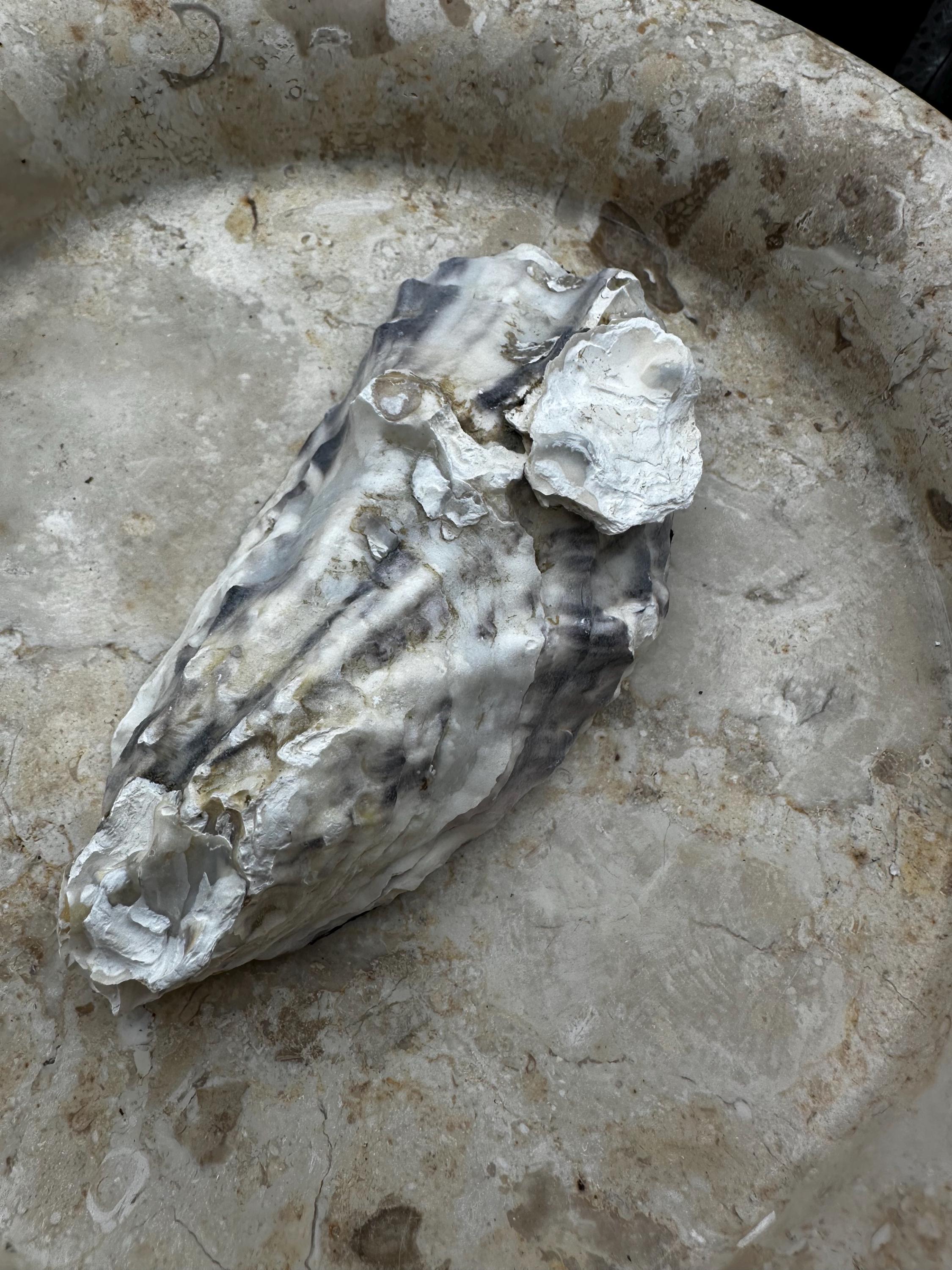 Extra Large Celestial Sun & Moon Oyster Ring Dish, Oyster Favor, Oyster ...