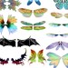 Printable Fairy Wings, Insect Wings Illustrations, Instant Digital ...