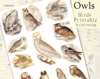 Owls Natural History Bird Illustrations, Digital Collage Sheet Instant Printable Download for Scrapbook, Decoupage, Journaling