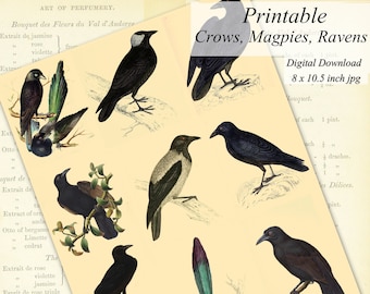 Printable Crows, Magpies, Ravens Clip Art Illustrations  Digital Collage Sheet, Download for Scrapbook, Decoupage, Journaling