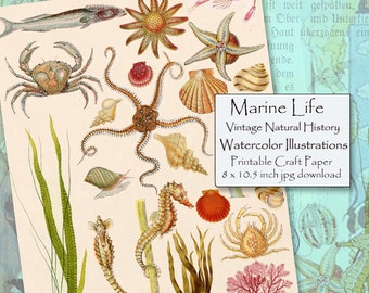 Sea Life Printable, Marine Life Natural History, Digital Clipart Images, Watercolor Illustrations