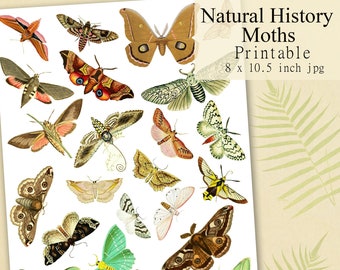 Moths Printable Digital Collage Sheet, Colorful Moth Clipart, Natural History Illustrations