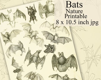 Bats Scrapbooking, Journaling, Decoupage Clipart, Vintage Illustrations, Natural History