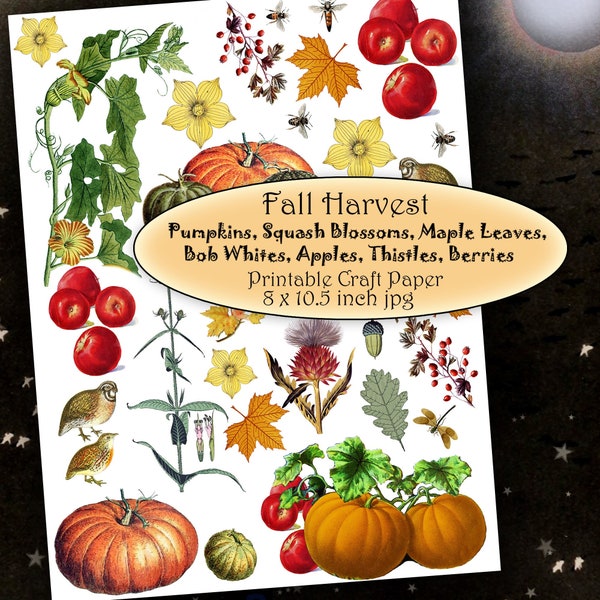 Printable Fall Harvest Pumpkins, Apples, and Berries Craft Paper 8x 10.5 inch Digital Collage Sheet, Autumn Elements Clipart