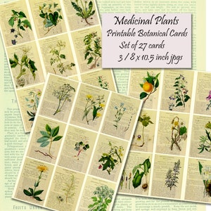 Medicinal Plants Printable Botanical Cards, Set of 27 small Herbalism Cards, 2.5 x 3.5 inches, 3 jpgs Instant Download