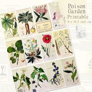 Poison Apothecary Garden Printable Medicinal Plants, Herbal Botany Illustrations Download