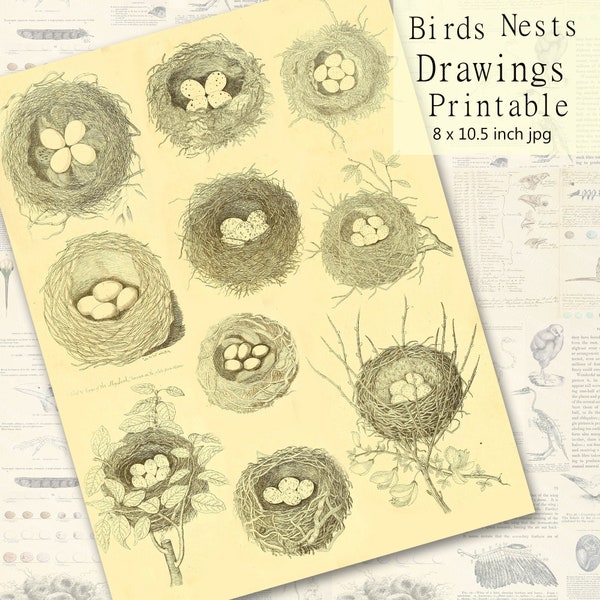 Bird Nests and Eggs Drawings Black and White Clip Art, Vintage Natural History, Printable Download