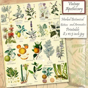 Apothekerskruiden afdrukbare aromaten en bitters botanische collectie, tonische kruiden identificatie grafiek collage blad, Instant Download