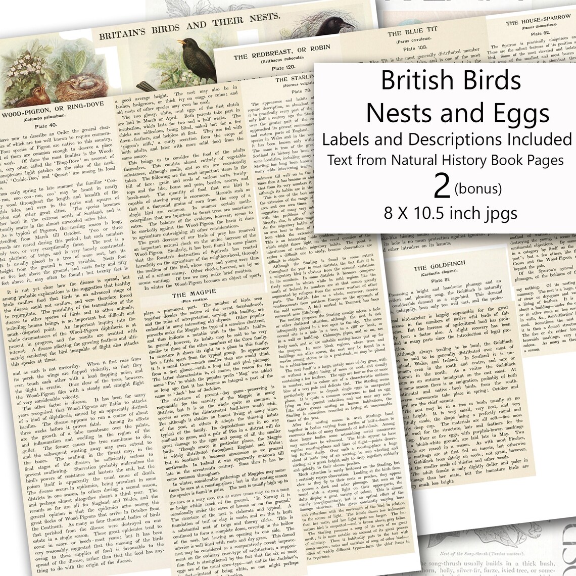 British Birds Nests Eggs Printable Digital Collage Sheet Etsy