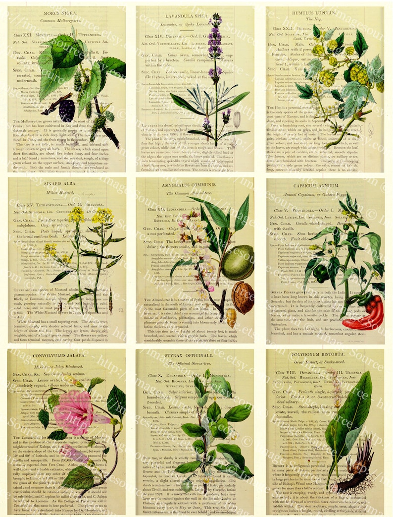 Herbal Botany Printable Cards Set 27 Medicinal Plants 2.5 X - Etsy