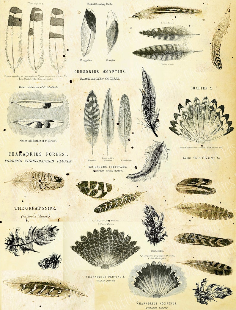 Printable Bird Feathers Clip Art, Set of 2 Craft Papers, Feather ...